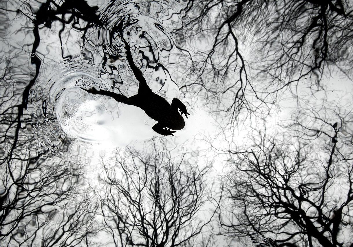 British Wildlife Photography Awards