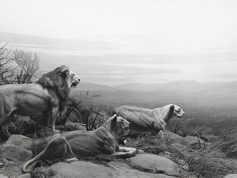 Hiroshi Sugimoto: Unnatural Habitat