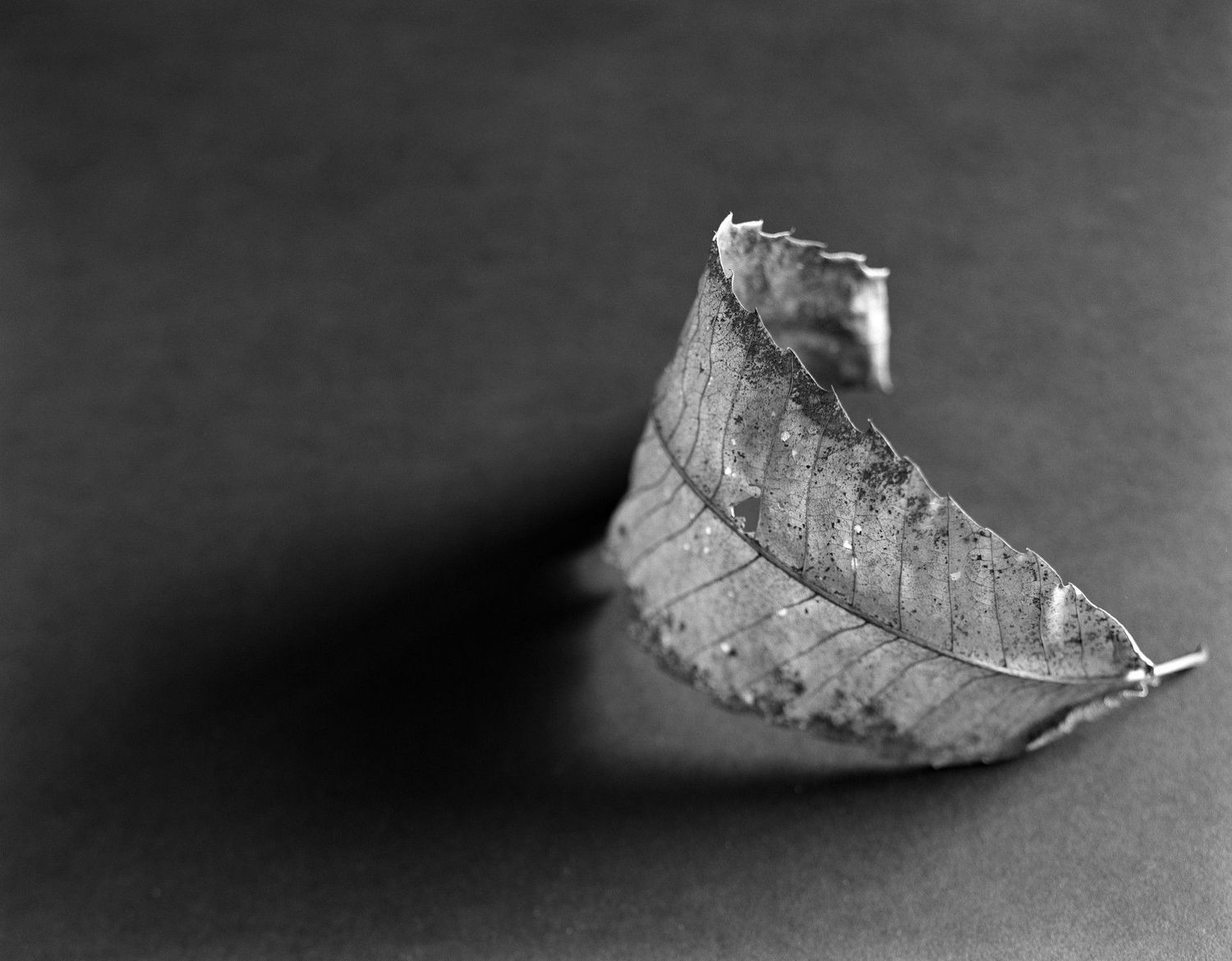 OFFSHOOT Symposium: Cultivating Connections