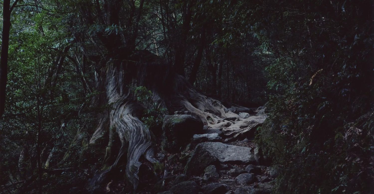 Roots