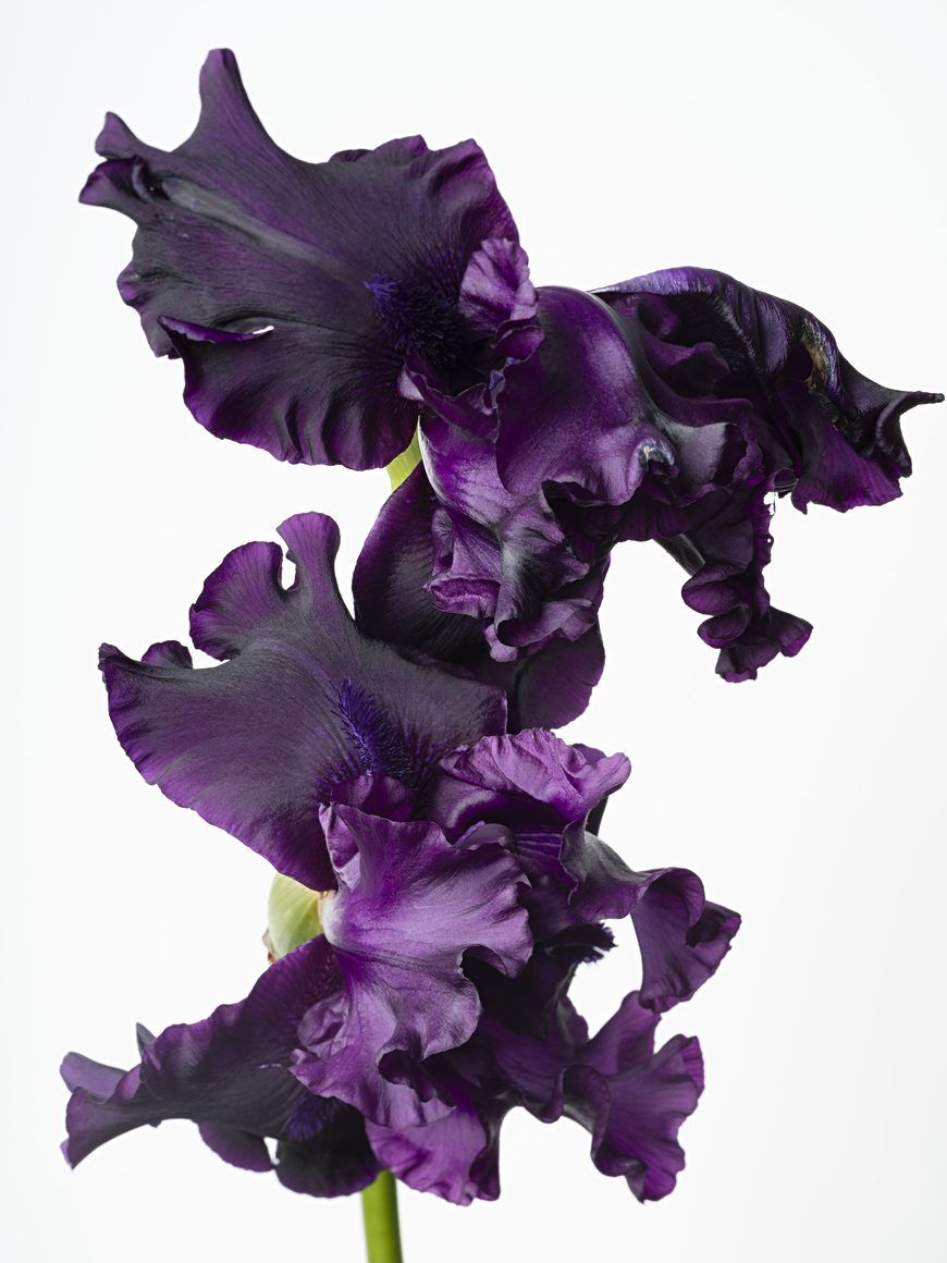 Sharon Core – Flowering
