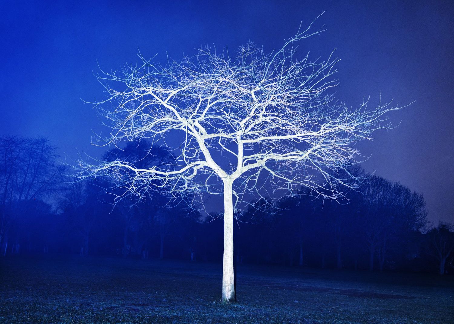 Victoria's Trees